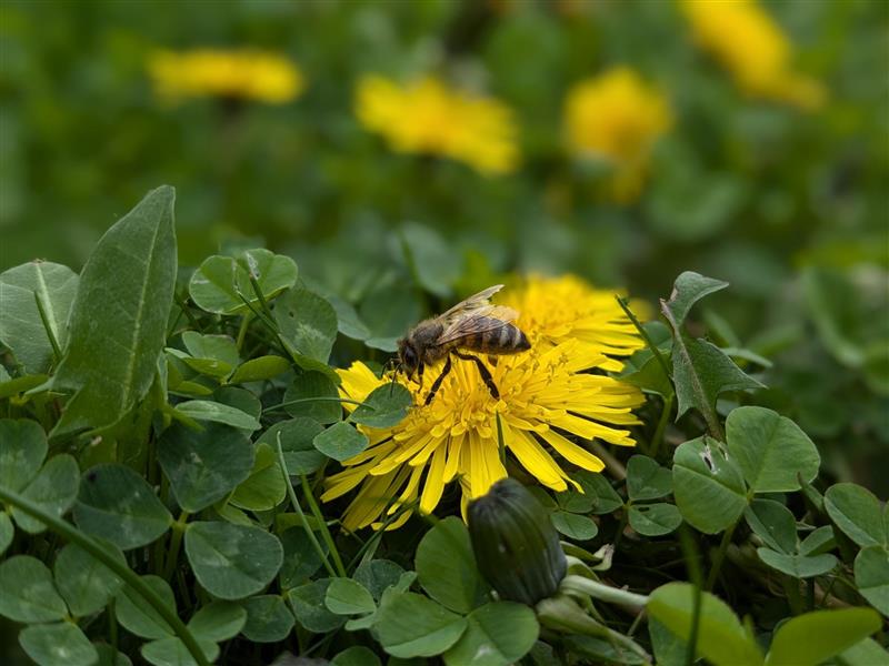 Biene auf Löwenzahn