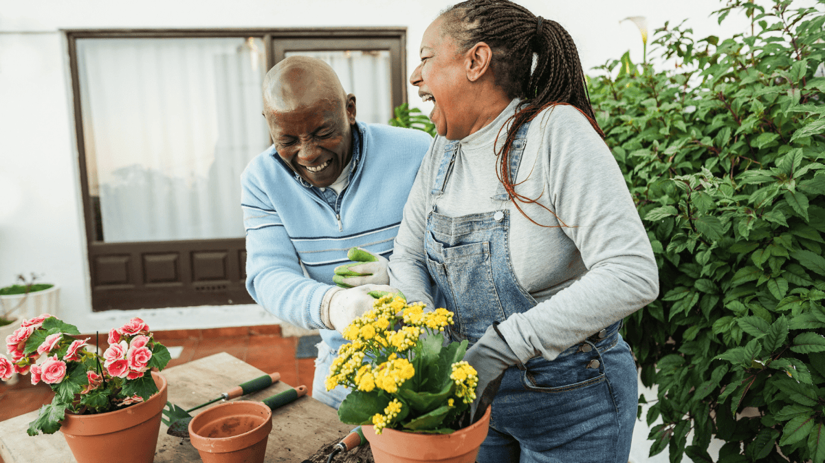 Ein älterer Mann und eine Frau lachen zusammen, während die Blumen in Übertöpfe einpflanzen.