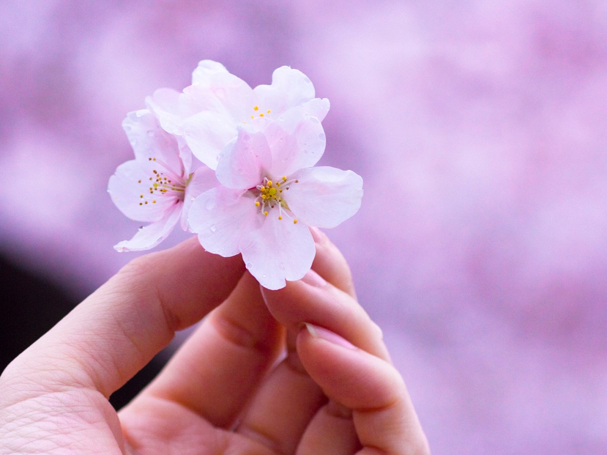 Kirschbl&uuml;ten in der Hand