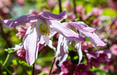 Clematis macropetala in Rosa