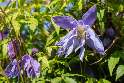 Clematis Macropetala