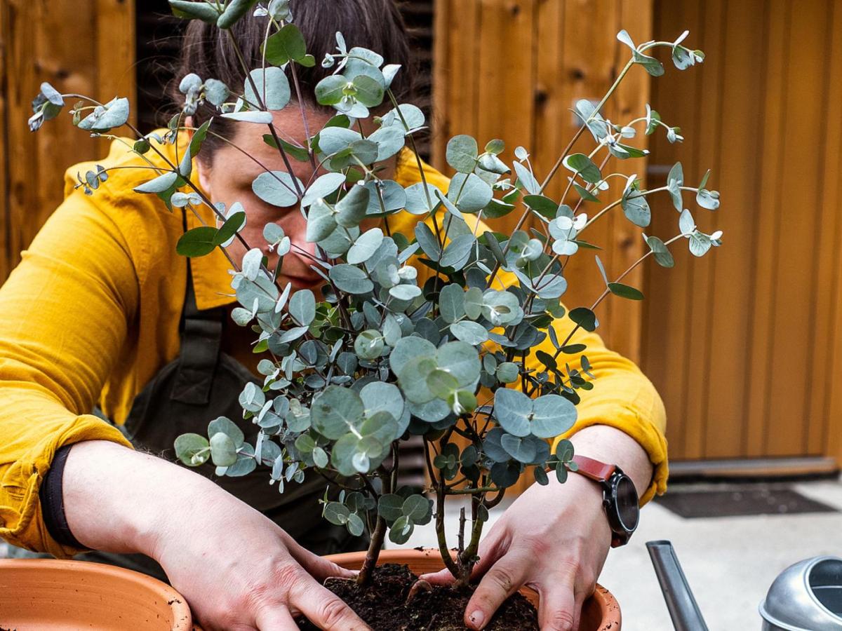 Frau bepflanzt Eukalyptus in einen Topf.