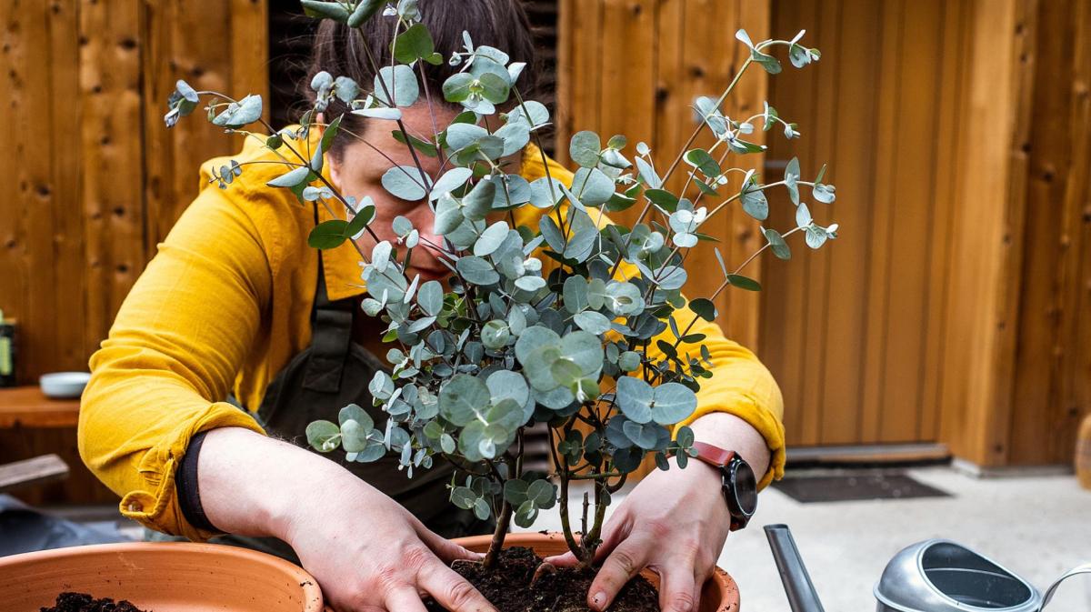 Frau bepflanzt Eukalyptus in einen Topf.