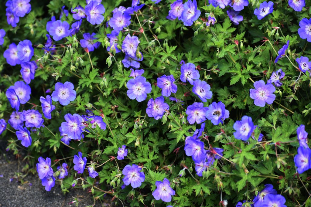 Storchschnabel in lila