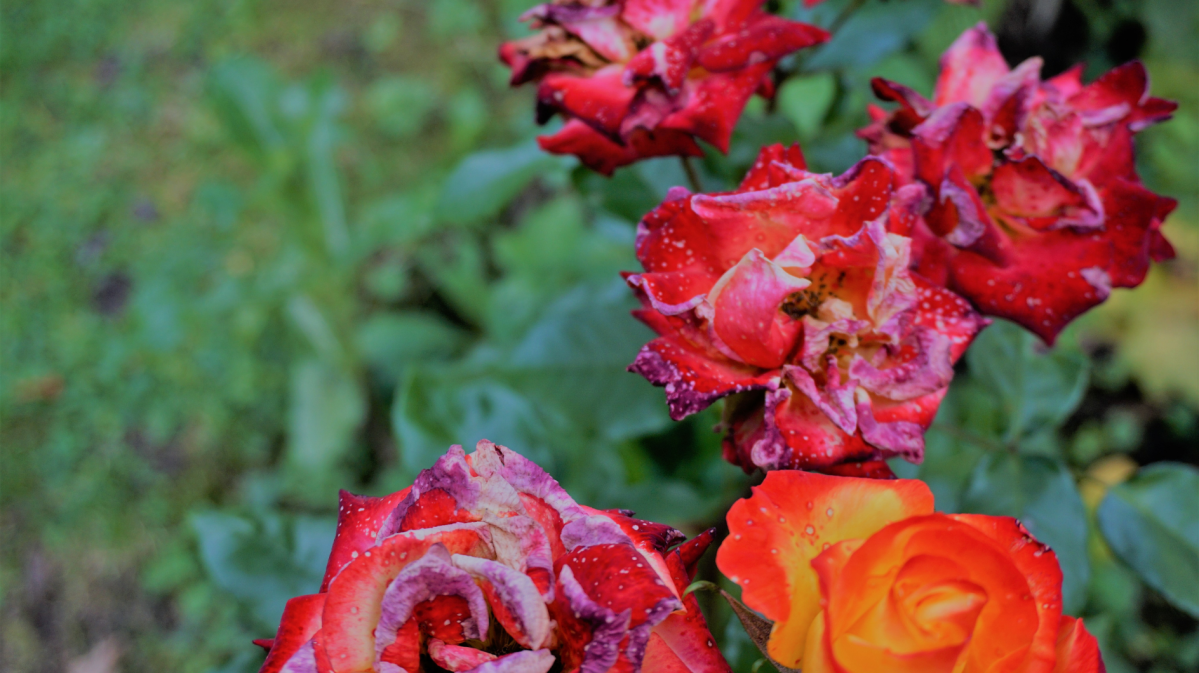 Verblühte rote Rosen im Garten