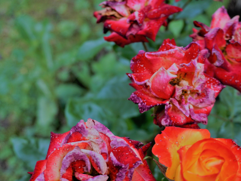 Verblühte rote Rosen im Garten