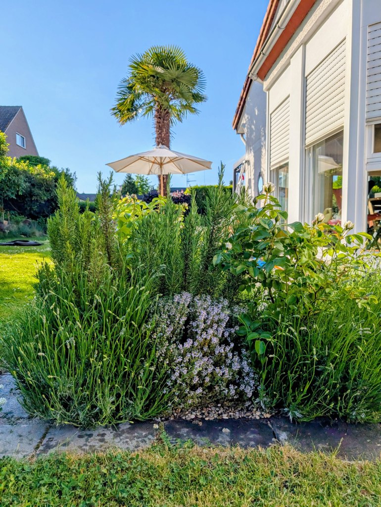 Staudenbeet mit Lavendel, Thymian und Rosmarin im Garten