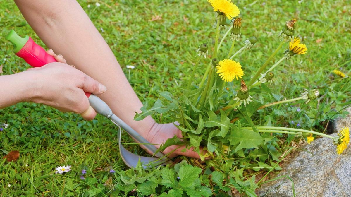 Frau jätet Unkraut im Rasen.