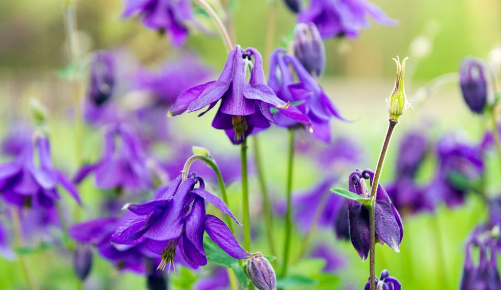 Lila Akelei: Die Akelei gehört zu den selbstaussäenden Stauden.