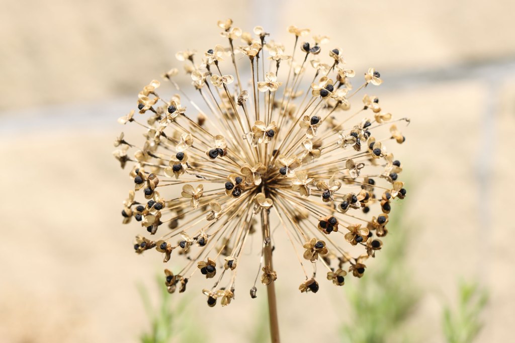 Verblühter Allium mit schwarzen Samen