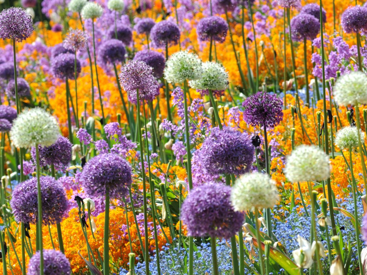 Allium in bunt