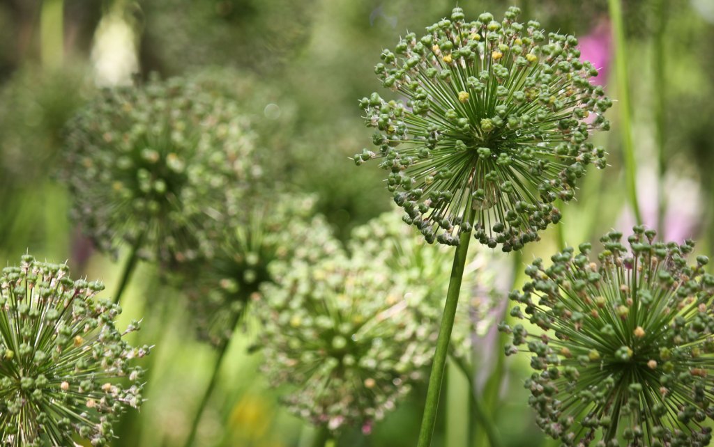 Verblühter Allium