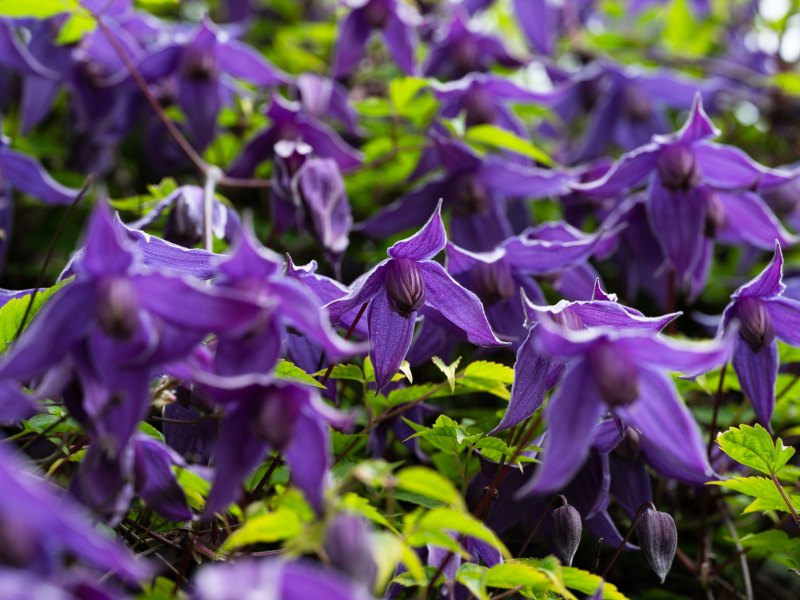 Clematis Alpina in Dunkellila