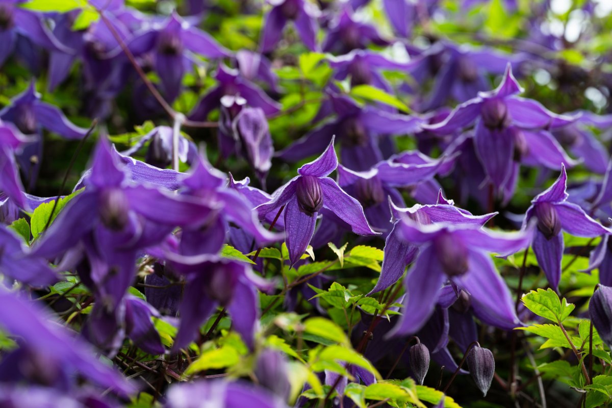 Clematis Alpina in Dunkellila
