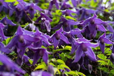 Clematis Alpina in Dunkellila