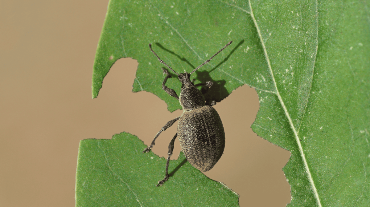 Dickmaulrüssler auf Blatt.