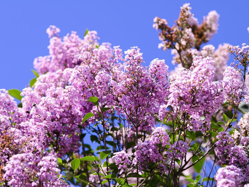 lila blühender Flieder mit blauem Himmel als Hintergrund