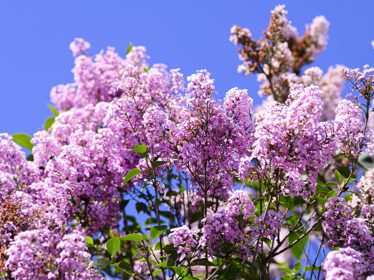 lila bl&uuml;hender Flieder mit blauem Himmel als Hintergrund