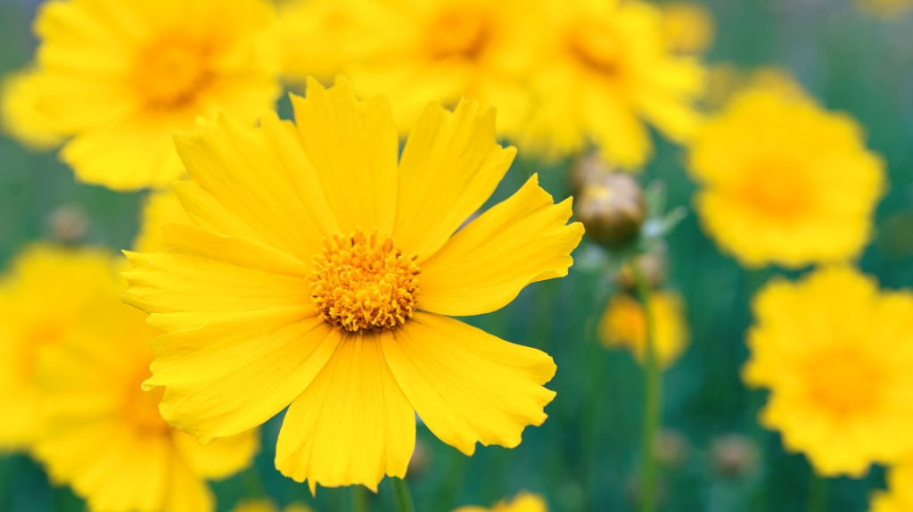 Gelbe Staude Mädchenauge