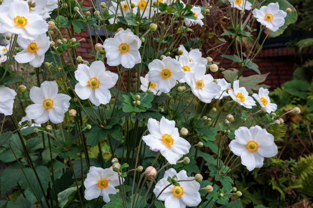 Herbstanemone in weiß