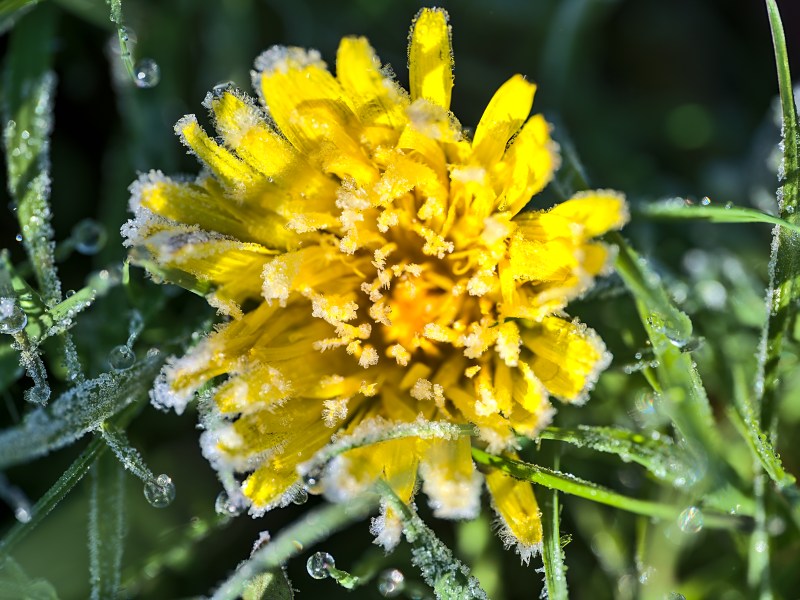 Blume mit gelben Blüten ist Frost ausgesetzt