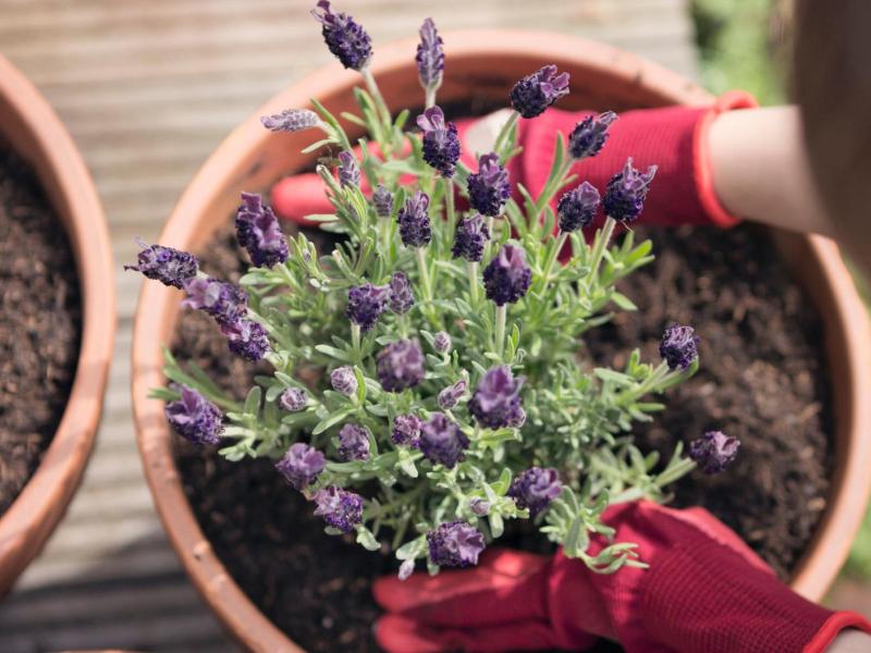 Frau topft Lavendel um.