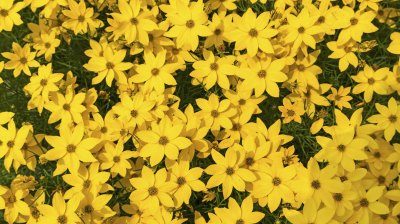 Mädchenauge gehört zu den Stauden, die wenig Wasser brauchen. gelbes Mädchenauge