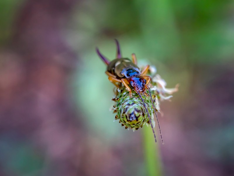 Ohrenkneifer auf Pflanze