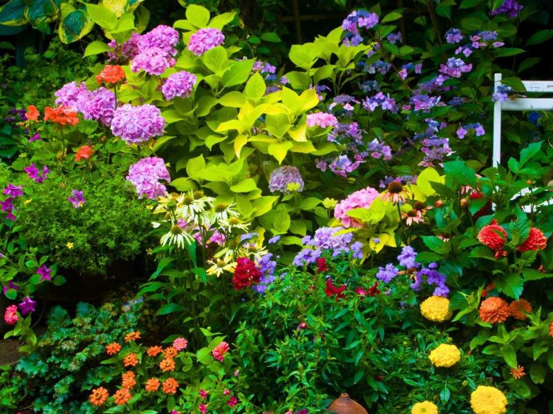 Bunt blühender romantischer Garten