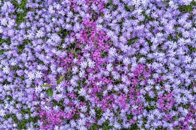 Phlox wie die Teppich-Flammenblume ist winterhart und ein wahres Blütenmeer. Teppich Phlox in lila und magenta