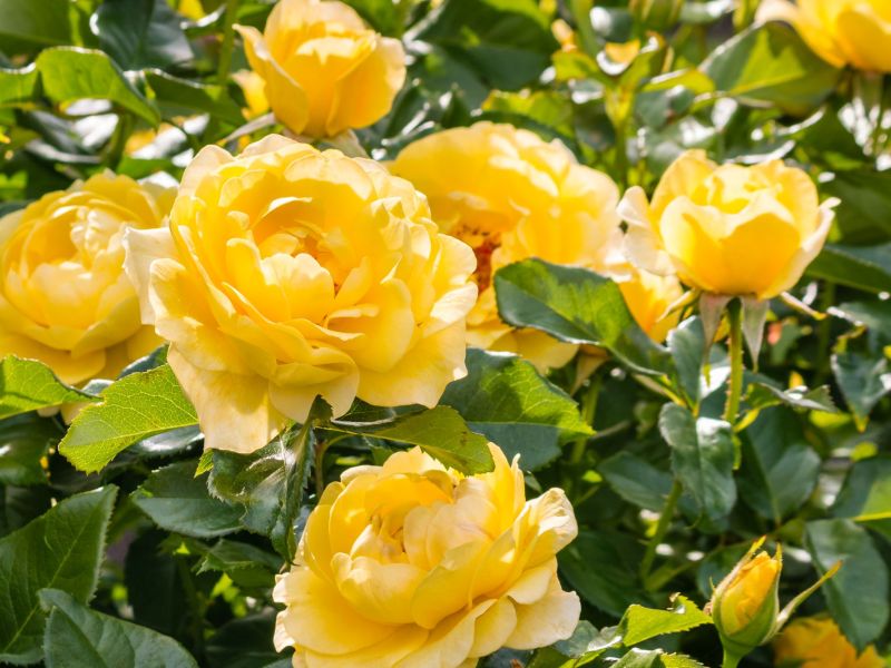 Gelbe Rosen ohne Ringfleckenkrankheit