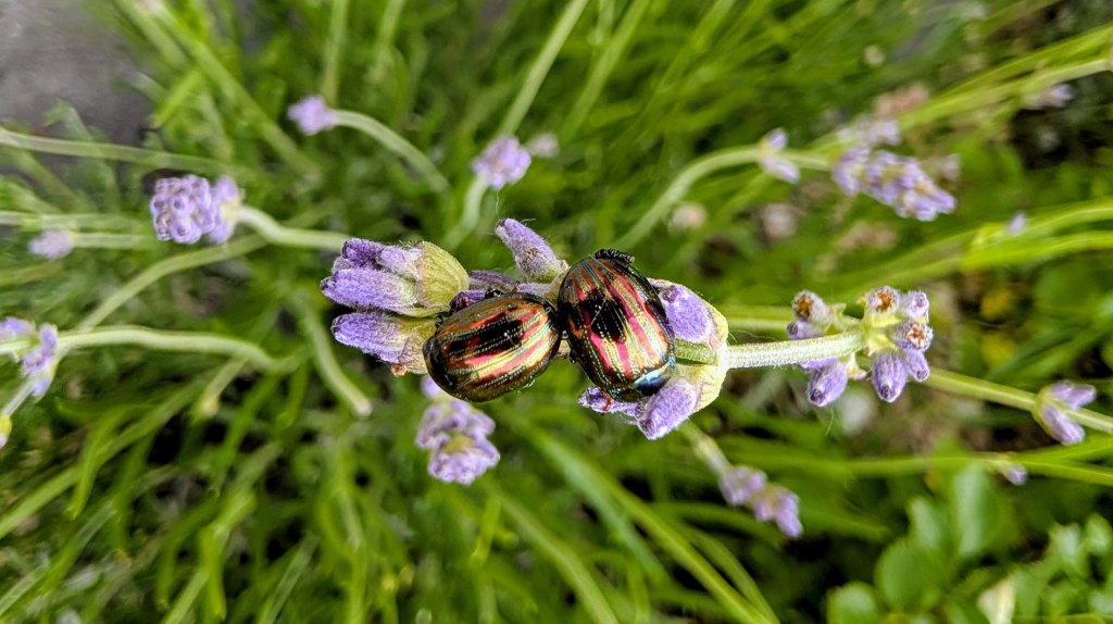 Rosmarinkäfer auf Lavendel