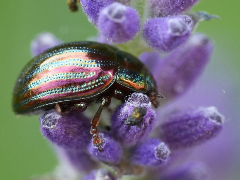 Rosmarinkäfer auf Lavendel
