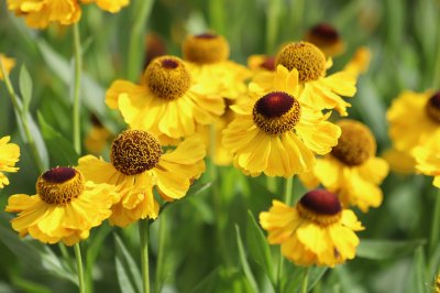 Die gelbe Sonnenbraut sieht aus wie gemalt. Gelbe Sonnenbraut