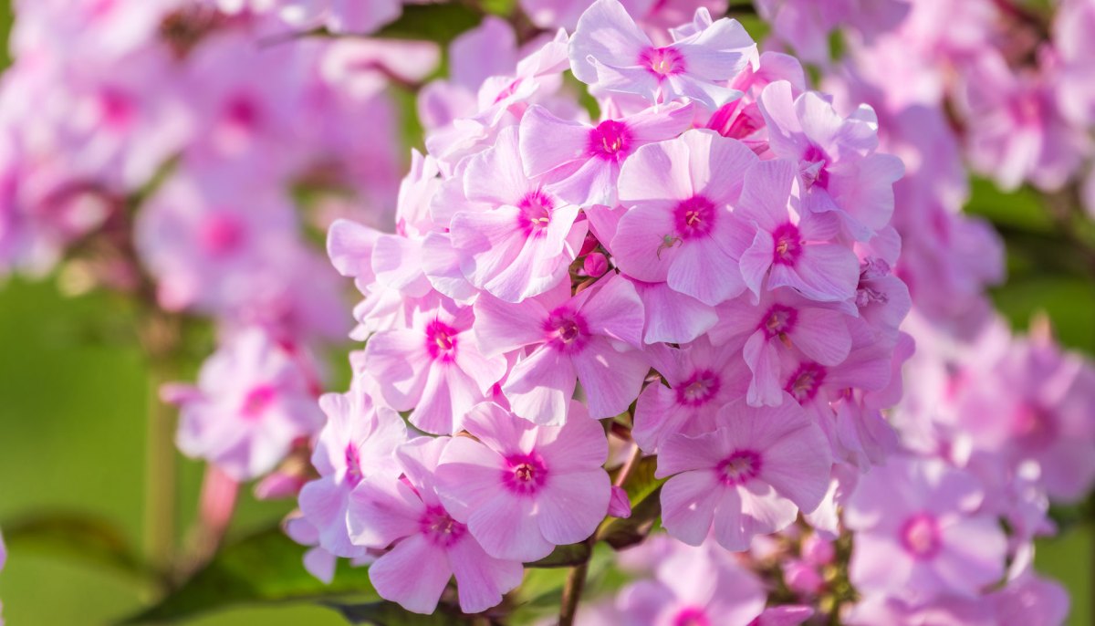Phlox liebt feuchte Böden