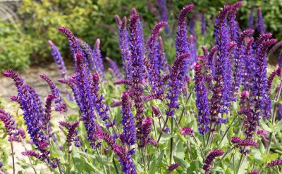 Der hohe Steppensalbei setzt tolle Akzente im Staudenbeet. steppensalbei