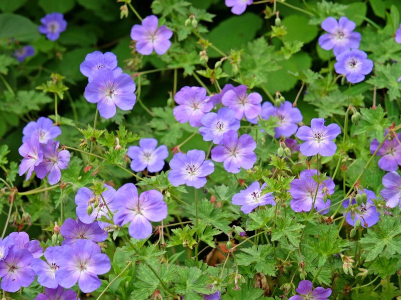 Storchschnabel in Violett
