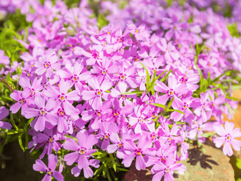 Lila Teppich-Phlox im Garten.