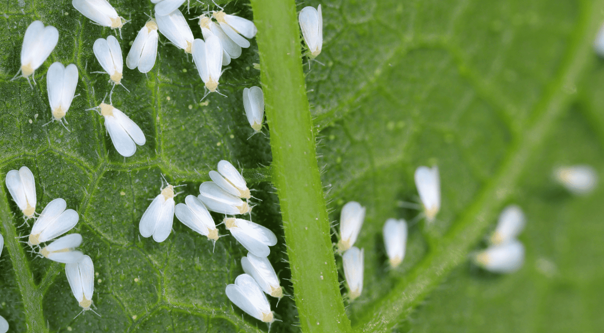 Weiße Fliegen auf Unterseite von einem Blatt.