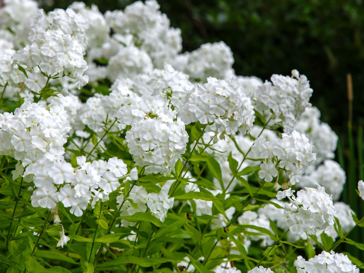 Wei&szlig;e Stauden Phlox