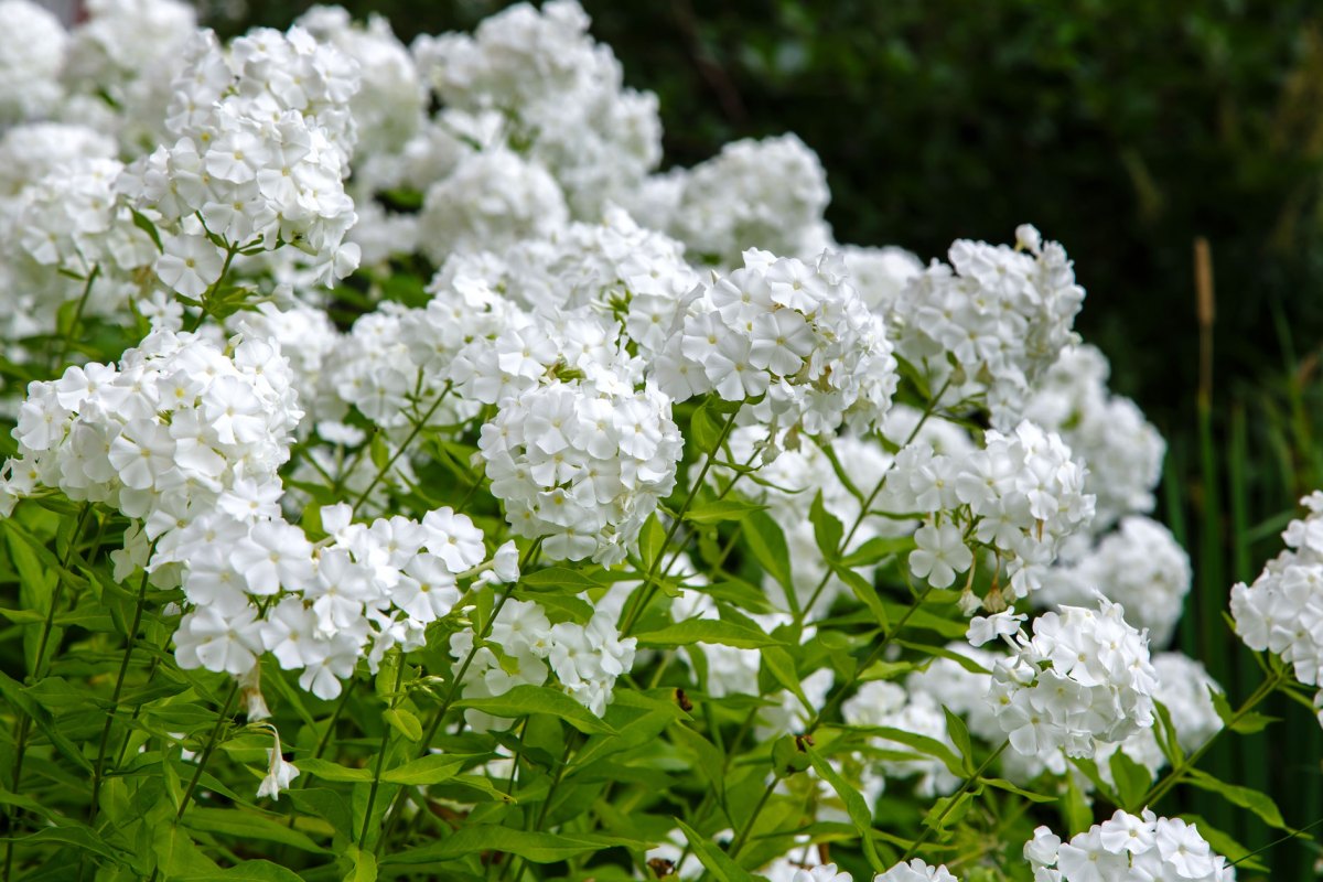 Weiße Stauden Phlox