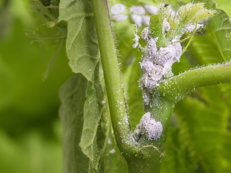 Sieht aus wie Schimmel - sind aber Wollläuse