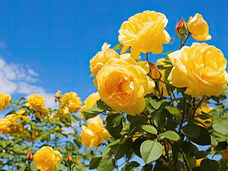 Gelbe Rosen vor blauem Himmel