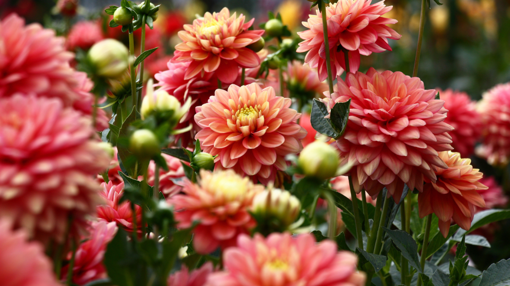 Orangefarbene Dahlien