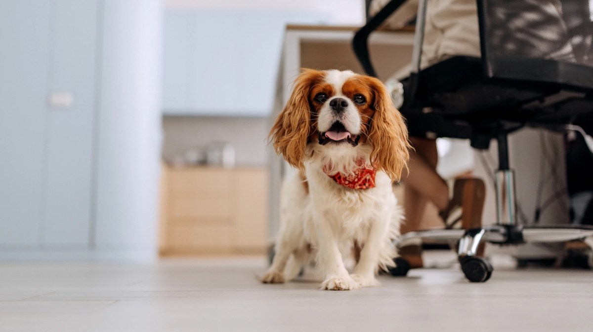 Kleiner Hund im Büro