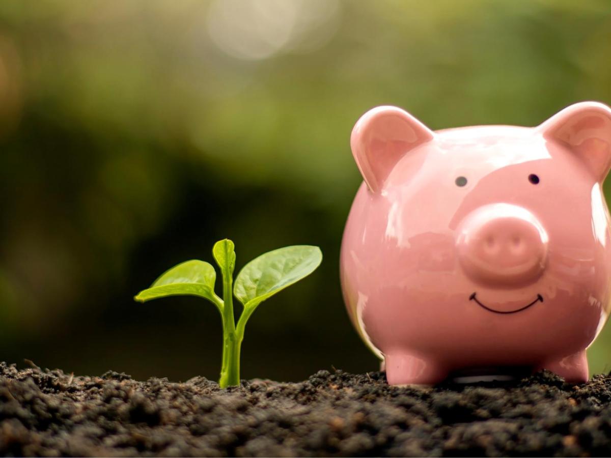 Sparschwein steht neben einer kleinen Pflanze auf der Erde im Garten.