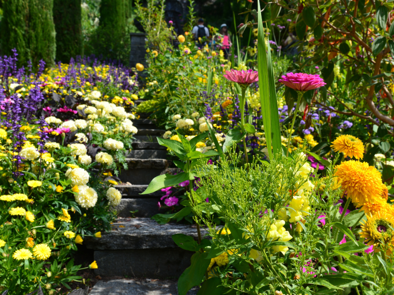 Blühender Garten voller Stauden