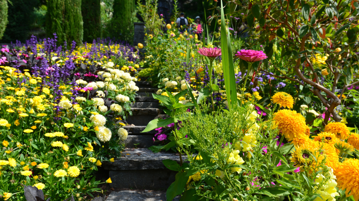 Blühender Garten voller Stauden