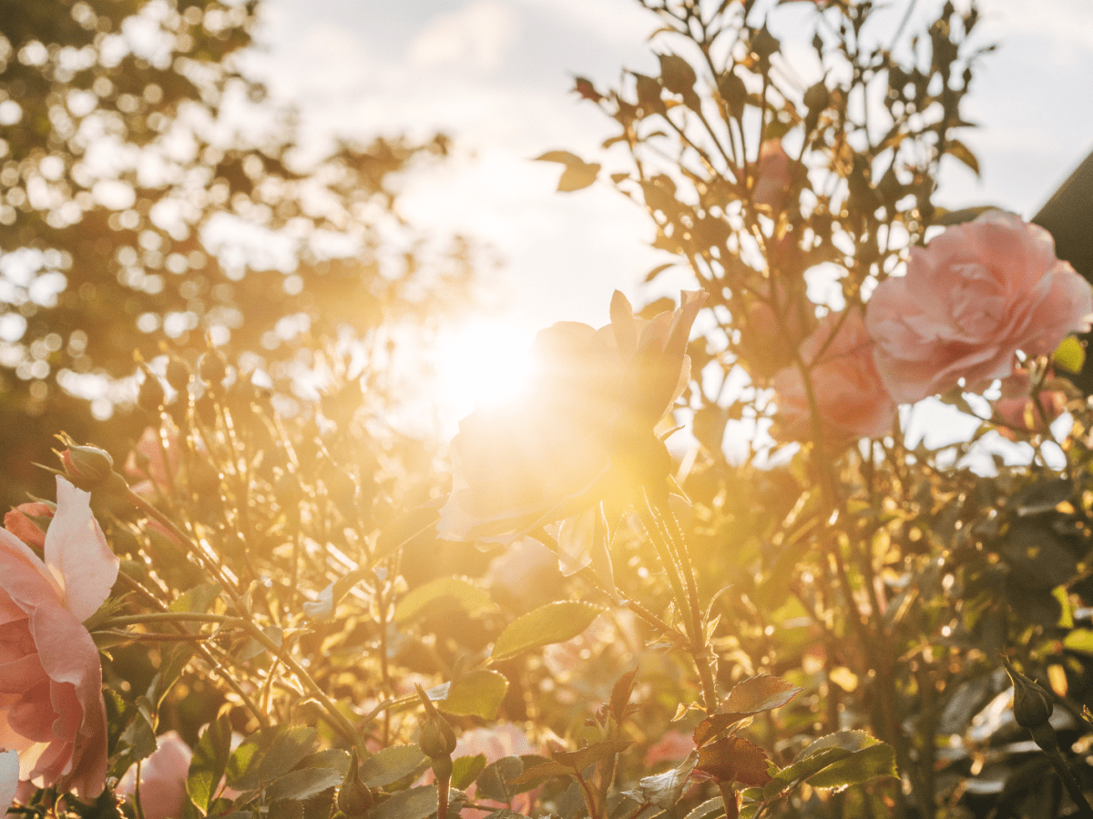 Bl&uuml;hende Blumen im Sonnenschein.
