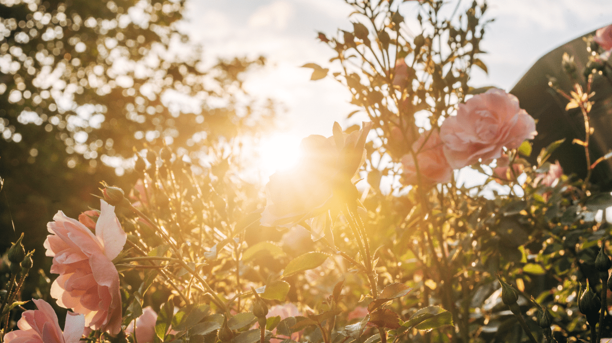 Blühende Blumen im Sonnenschein.